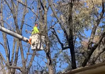 Affordable Local Tree Service