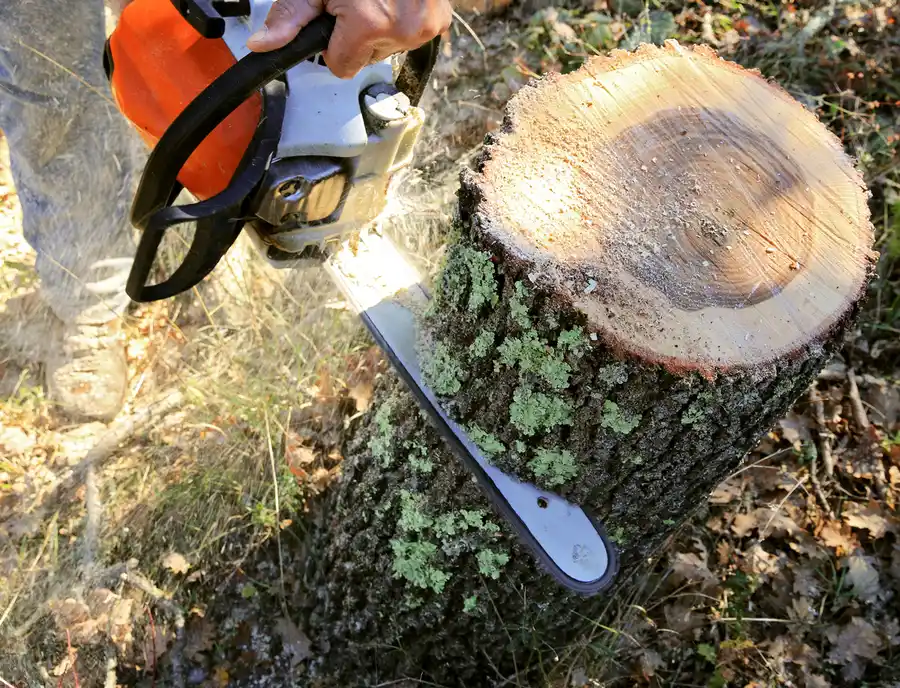Affordable Tree Cutting Independence, MO