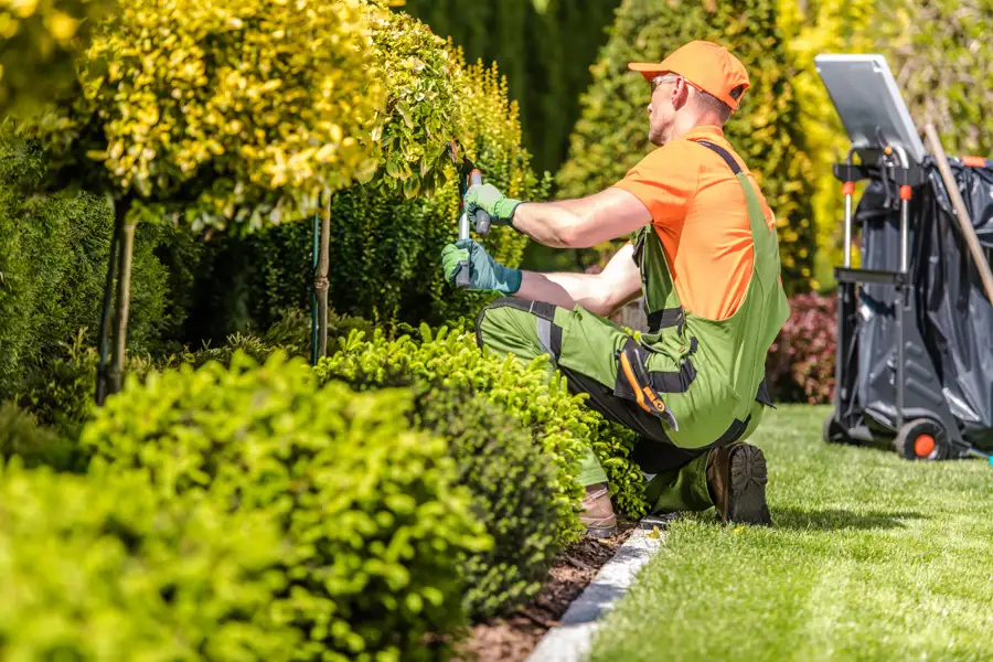 Bush Trimming