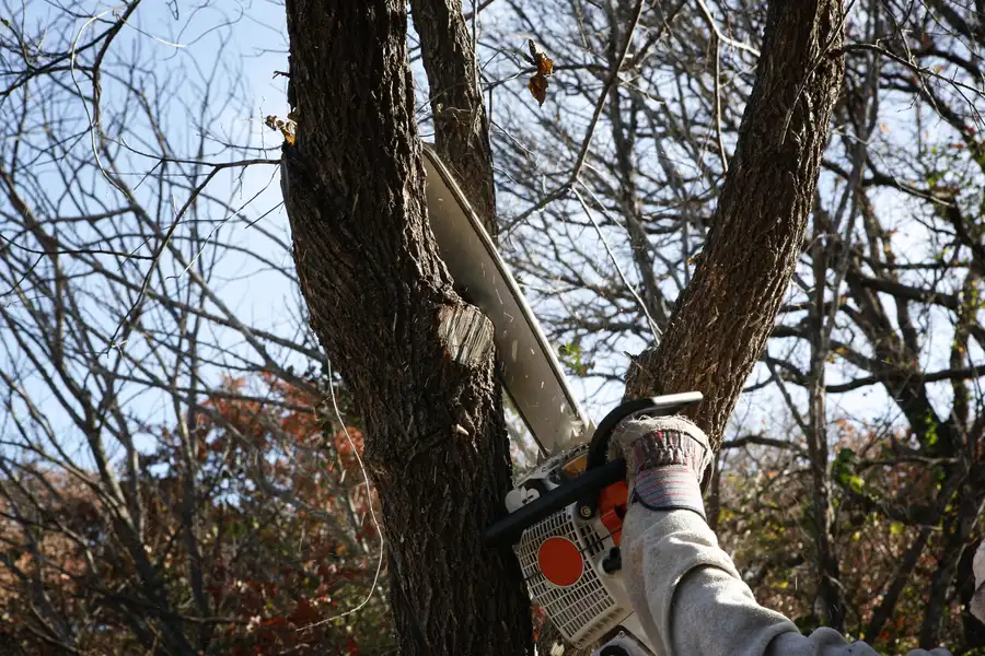 Common Reasons Homeowners Need Tree Removal Services Independence, MO
