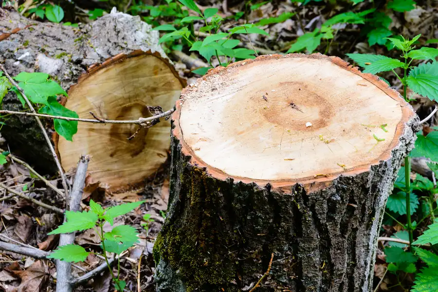 Common Reasons Homeowners Need Tree Removal Services in Independence, MO
