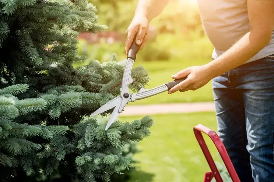 Essential Bush Trimming Techniques For Healthier Growth in Independence, MO