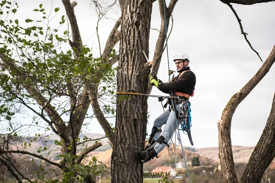 Experienced Tree Trimming Independence, MO