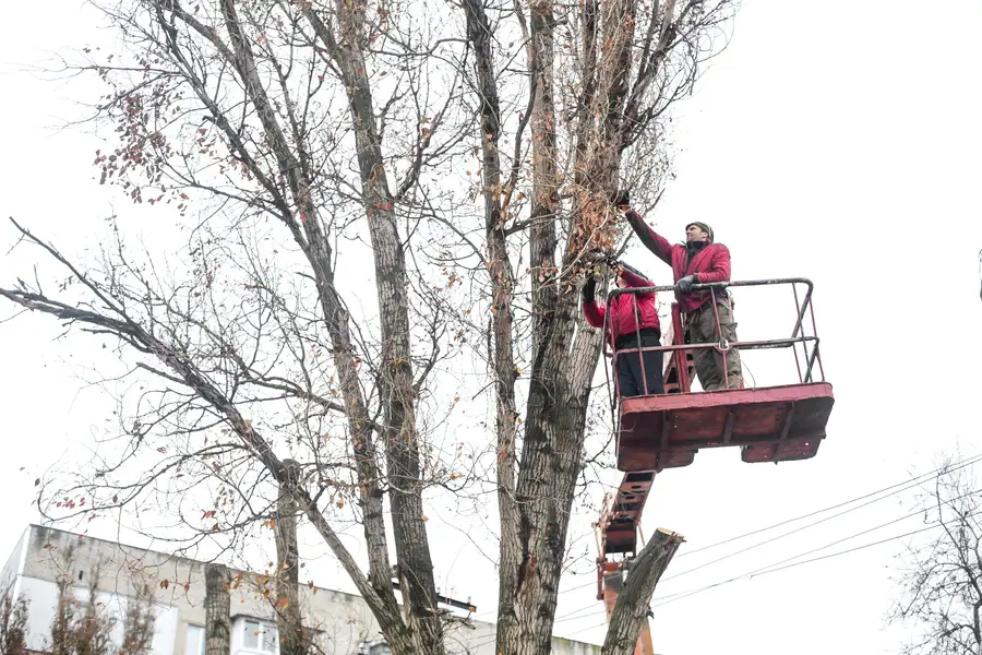 Expert Tree Trimming Independence, MO