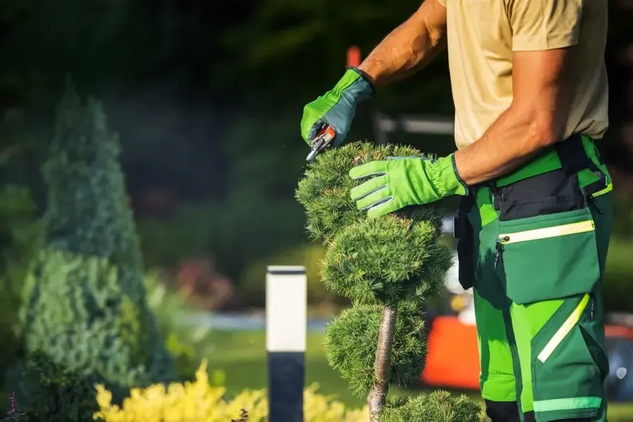 How Overgrown Bushes Can Affect Property Value And Safety Independence, MO