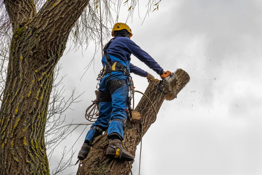 How Tree Cutting Enhances Property Safety And Aesthetics Independence, MO