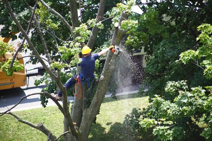 How Tree Removal Protects Your Home And Landscape Independence, MO