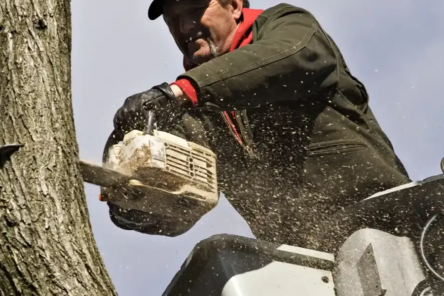 Local Tree Removal Independence, MO
