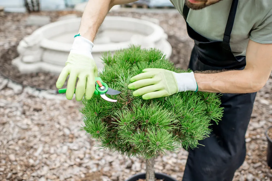 Premium Bush Trimming Independence, MO