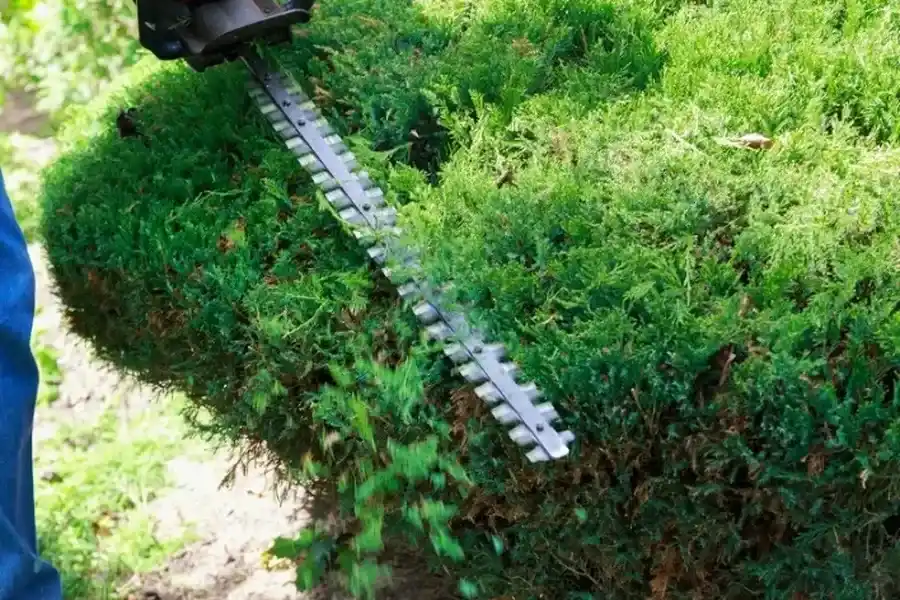 Professional Bush Trimming Independence, MO