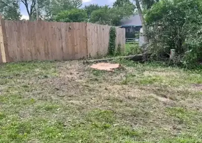 Professional Tree Specialist