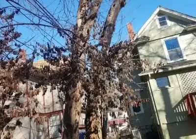 Reliable Tree Maintenance