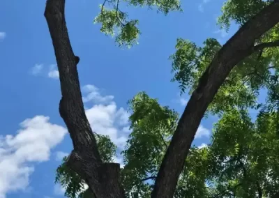 Reliable Tree Maintenance