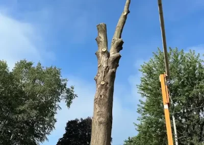 Reliable Tree Maintenance
