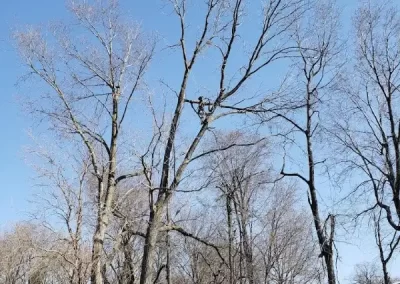 Reliable Tree Maintenance