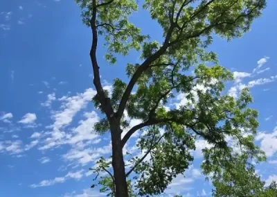 Reliable Tree Maintenance