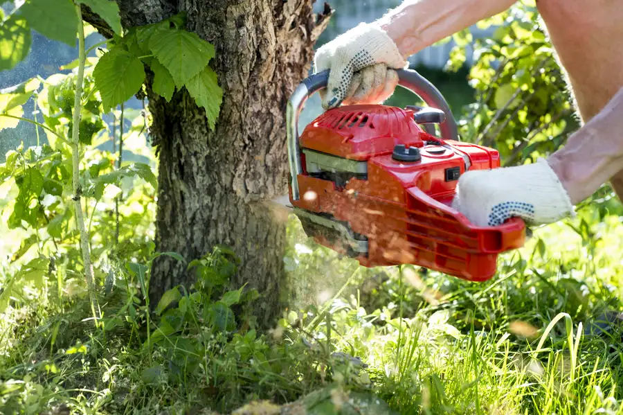 Reputable Tree Removal Independence, MO