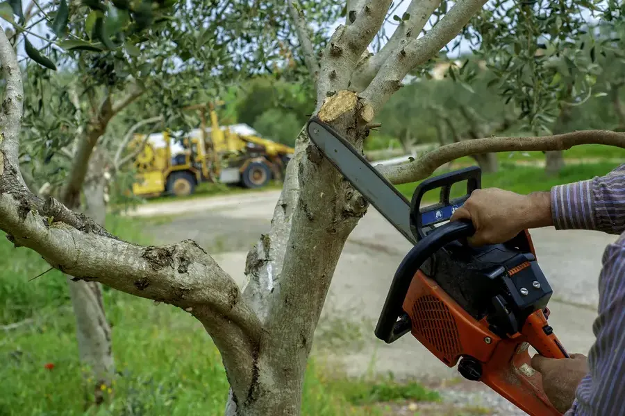 Top-rated Tree Trimming Independence, MO