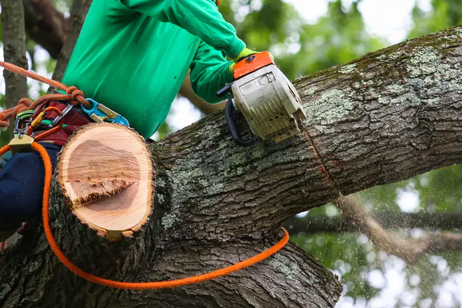 Tree Trimming For Healthier And Safer Trees Independence, MO