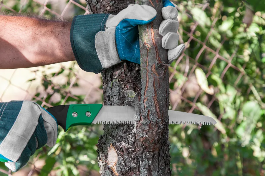 Tree Trimming For Healthier And Safer Trees in Independence, MO