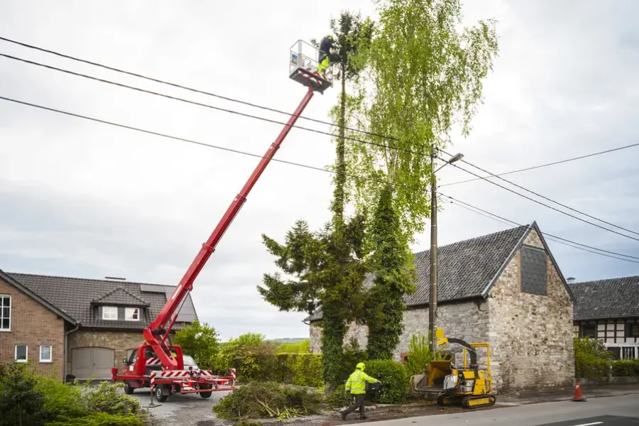 Tree Trimming Techniques That Protect Tree Structure Independence, MO