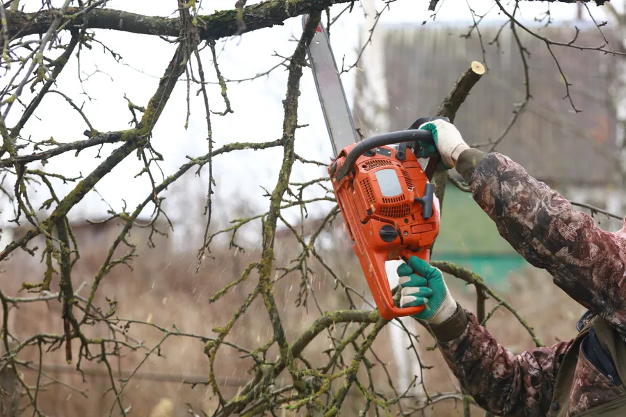 Tree Trimming Techniques That Protect Tree Structure in Independence, MO