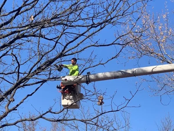 Tree Trimming